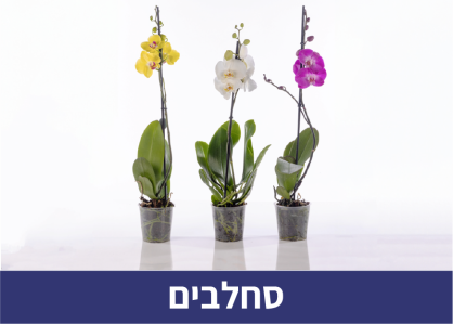 מעבר לקטגוריית סחלבים