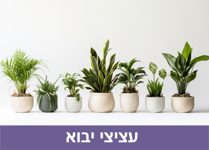 מעבר לקטגורית עציצי יבוא