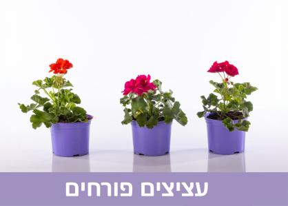מעבר לקטגוריית עציצים פורחים