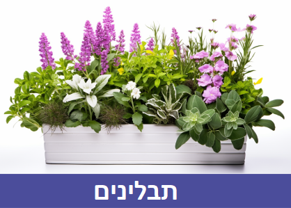 מעבר לקטגוריית תבלינים